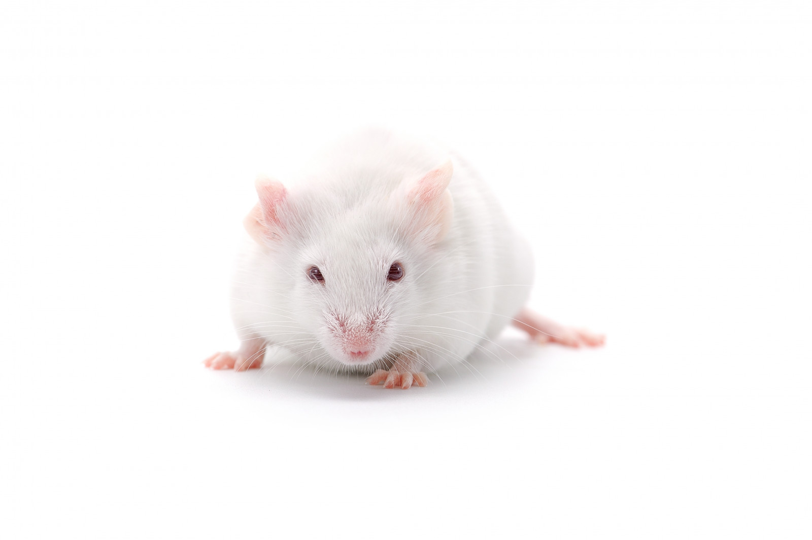 Лабораторные мыши фото на белом фоне